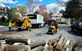 Professional Tree Care in Tsaile, AZ